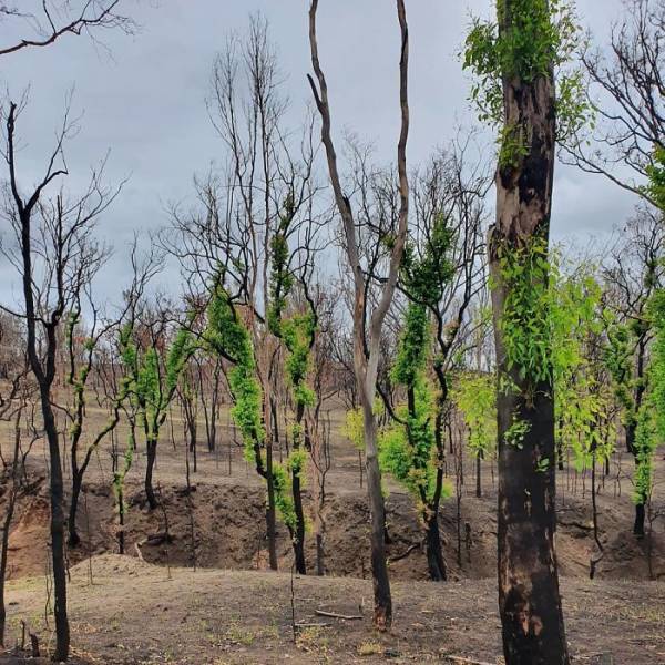 Photos Of Australia Coming Back To Life After The Bushfire Catastrophe