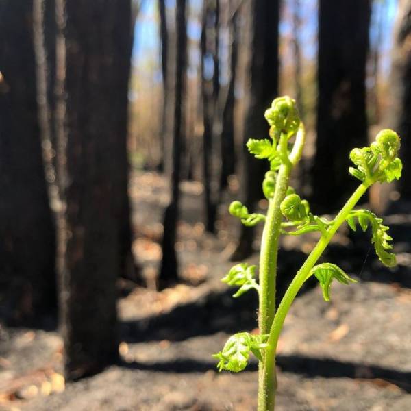 Photos Of Australia Coming Back To Life After The Bushfire Catastrophe