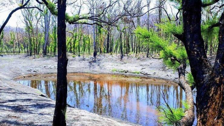 Photos Of Australia Coming Back To Life After The Bushfire Catastrophe