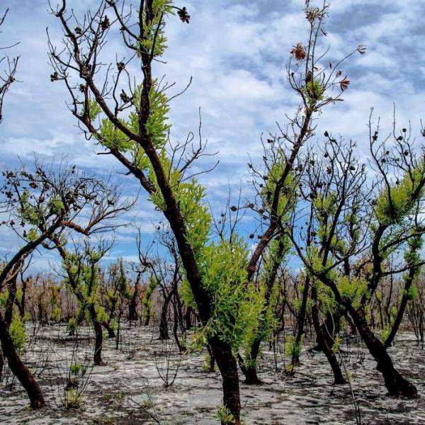 Photos Of Australia Coming Back To Life After The Bushfire Catastrophe