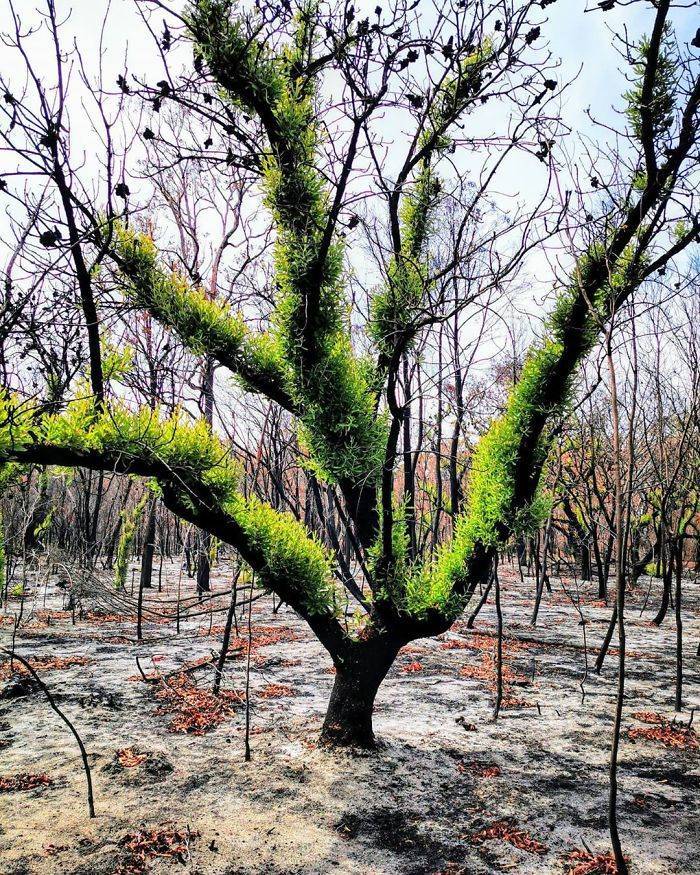 Photos Of Australia Coming Back To Life After The Bushfire Catastrophe