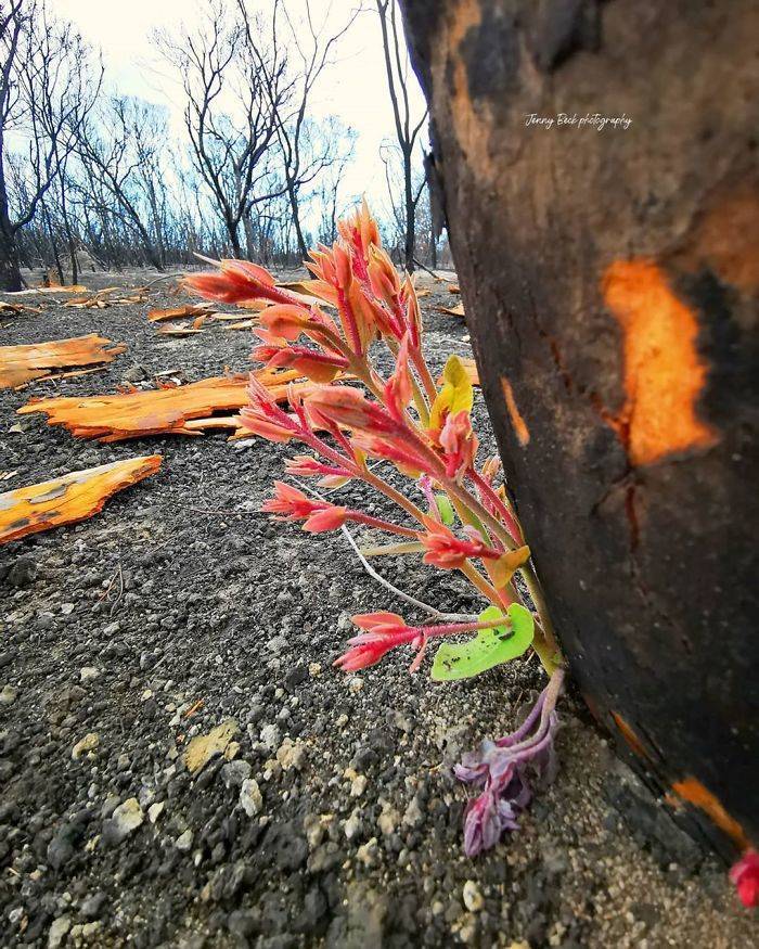 Photos Of Australia Coming Back To Life After The Bushfire Catastrophe