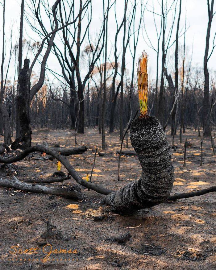 Photos Of Australia Coming Back To Life After The Bushfire Catastrophe