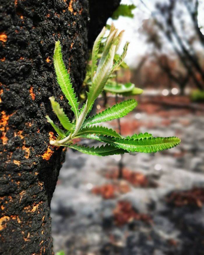 Photos Of Australia Coming Back To Life After The Bushfire Catastrophe