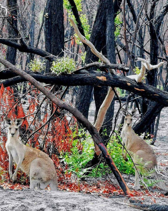 Photos Of Australia Coming Back To Life After The Bushfire Catastrophe