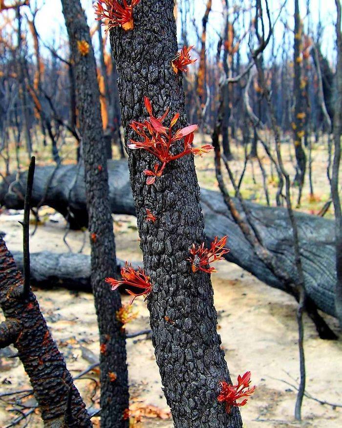 Photos Of Australia Coming Back To Life After The Bushfire Catastrophe