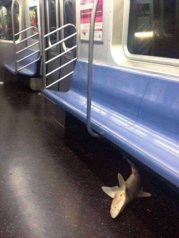 These Are Weird, Subway-Loving Species