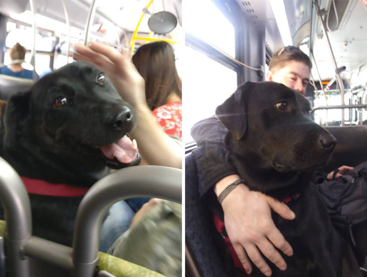This Dog Doesn’t Need Anyone To Walk In The Park. She Can Even Ride The Bus!