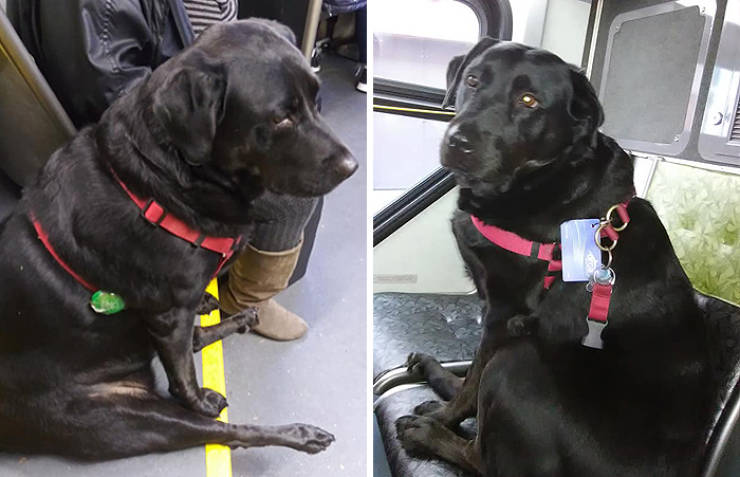 This Dog Doesn’t Need Anyone To Walk In The Park. She Can Even Ride The Bus!