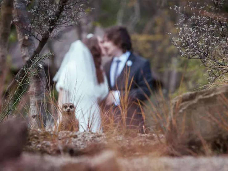 Every Wedding Has At Least One Photobombed Photo