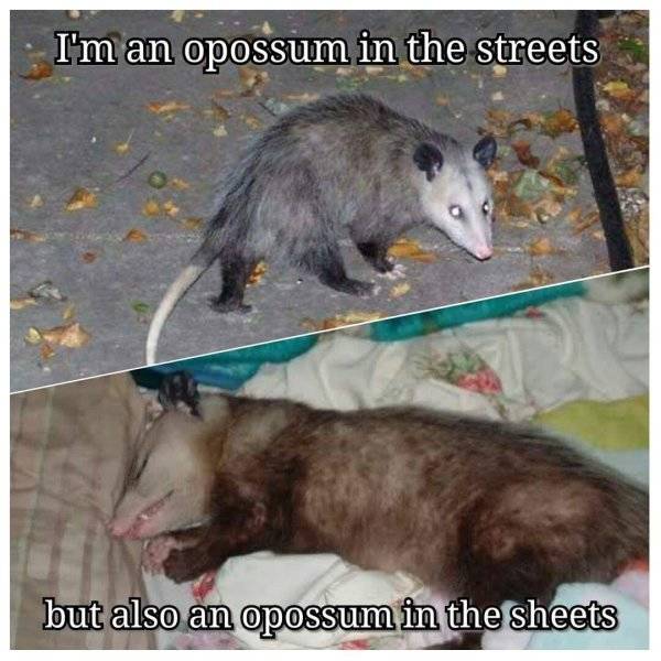 In Case Of Emergency Look At Possum Photos!