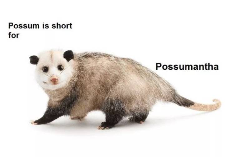 In Case Of Emergency Look At Possum Photos!