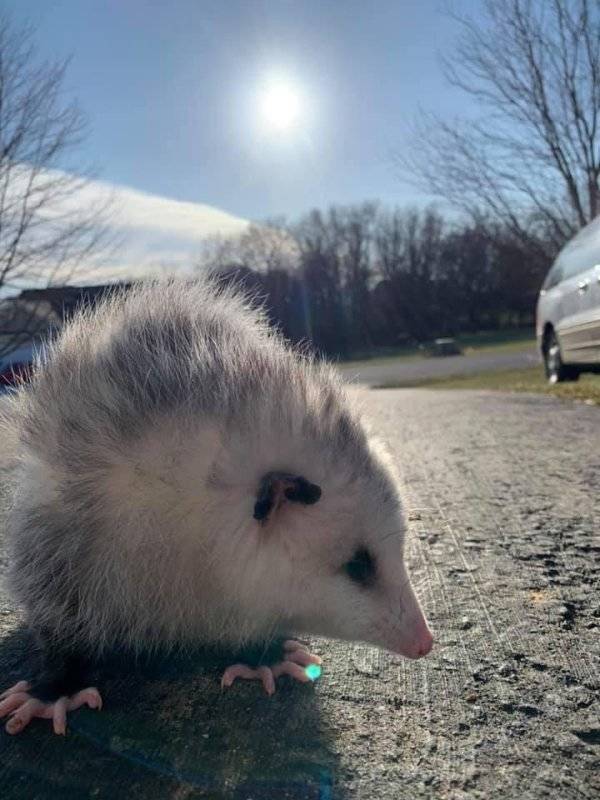 In Case Of Emergency Look At Possum Photos!
