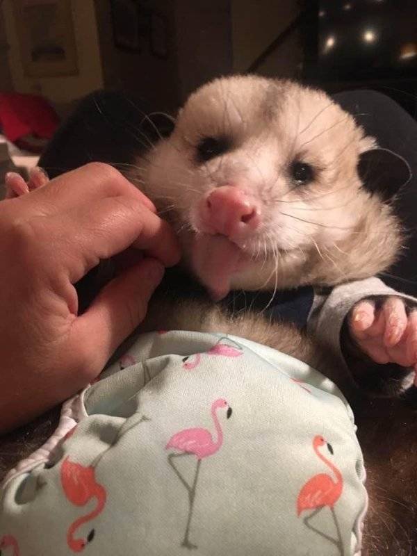 In Case Of Emergency Look At Possum Photos!