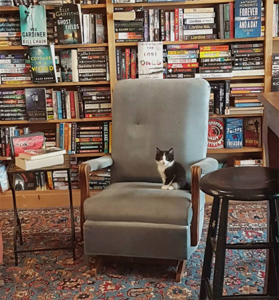 This Canadian Bookstore Is Owned By Kittens!