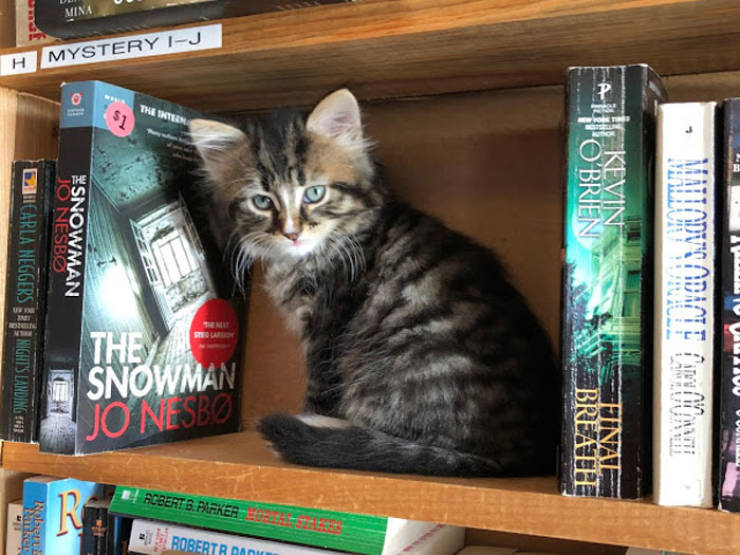 This Canadian Bookstore Is Owned By Kittens!