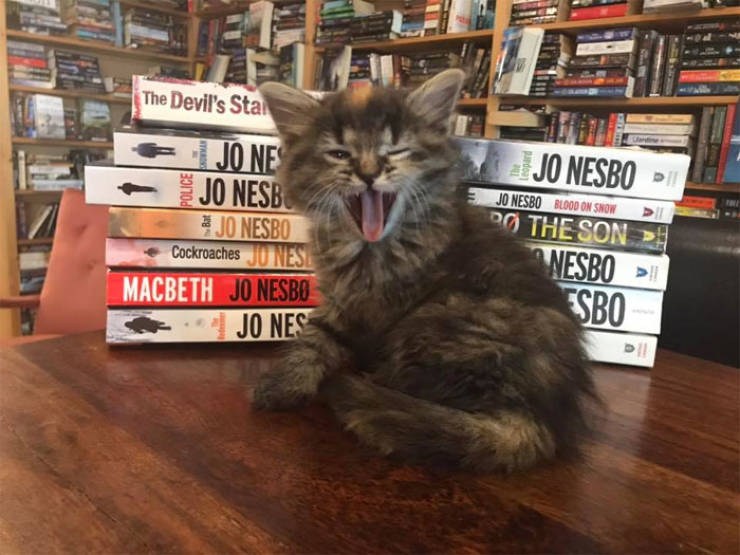 This Canadian Bookstore Is Owned By Kittens!