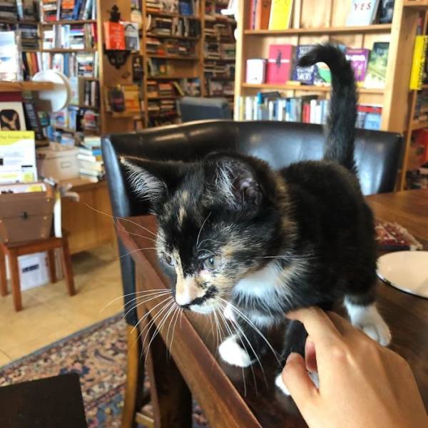 This Canadian Bookstore Is Owned By Kittens!