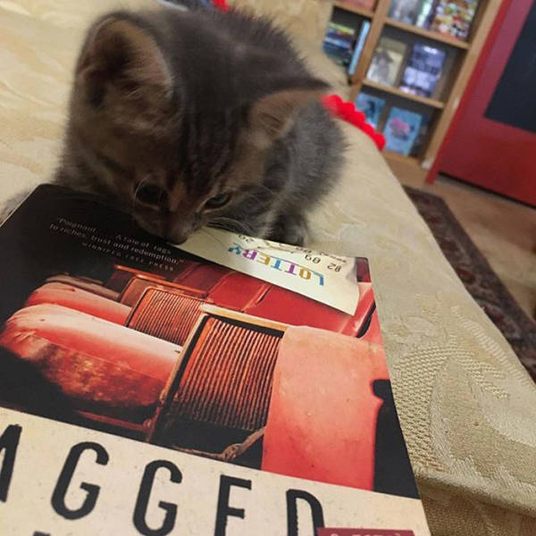 This Canadian Bookstore Is Owned By Kittens!