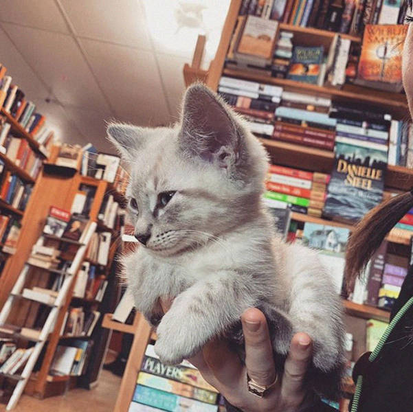 This Canadian Bookstore Is Owned By Kittens!