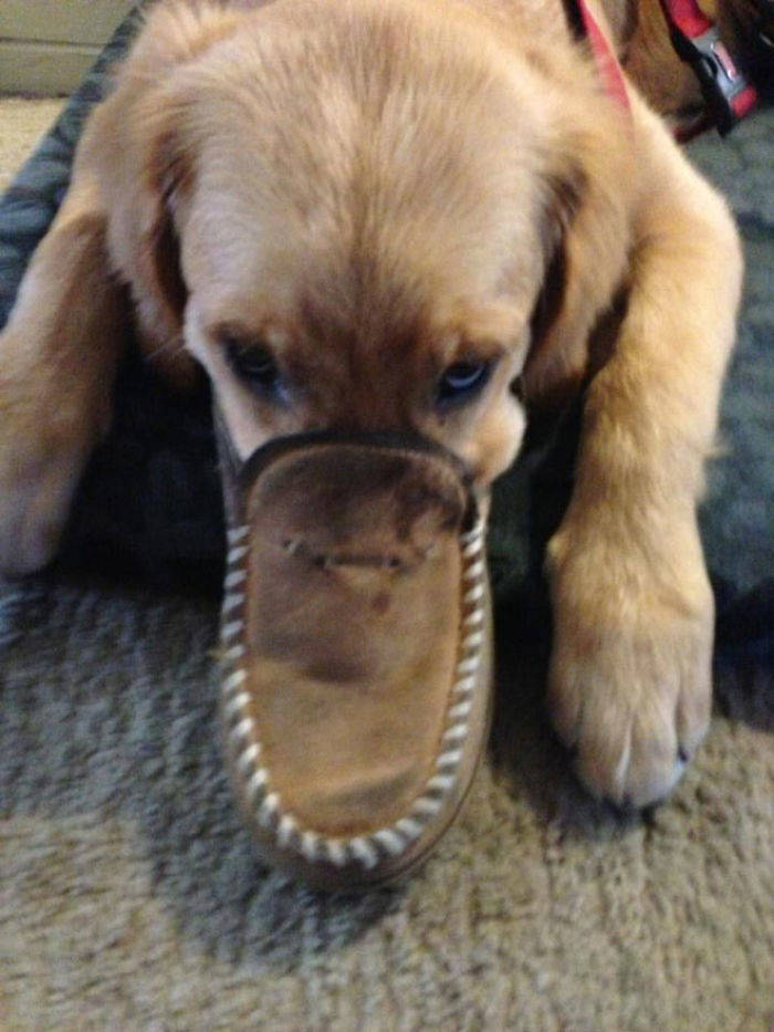 Any Dog Can Turn Into A Platypus!