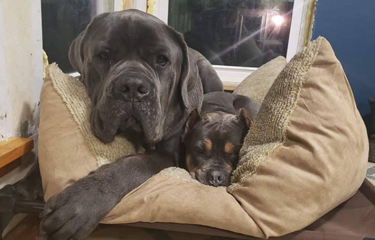 A Dog That Shows Love To His Sister By Sitting On Her