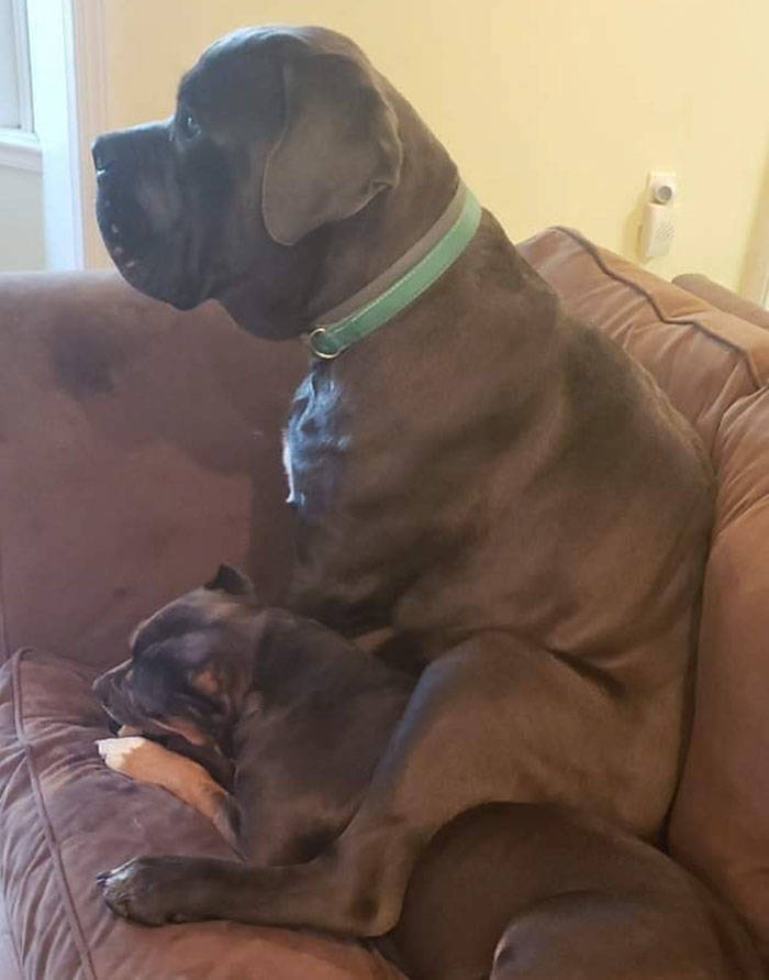 A Dog That Shows Love To His Sister By Sitting On Her