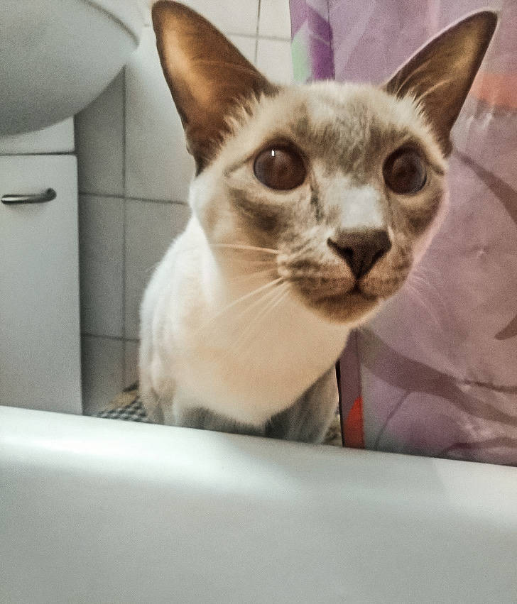 Cats Won’t Leave You Alone, Even If You Want It… (26 pics)