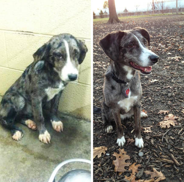 What Love Can Do To An Abandoned Pet