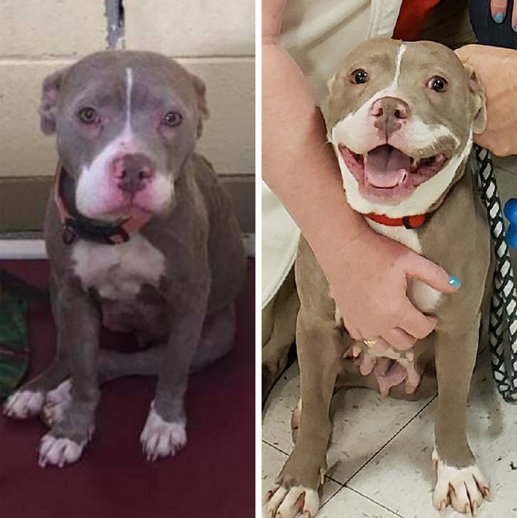 What Love Can Do To An Abandoned Pet