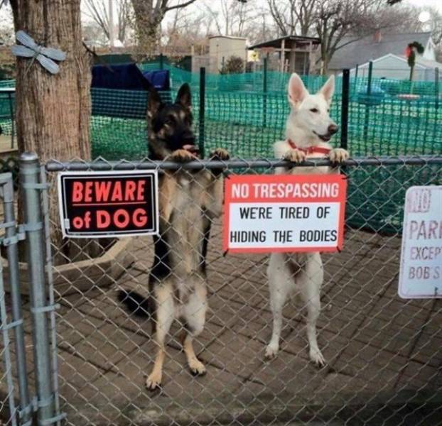 Warning! These Dogs Will Try To Guard You!