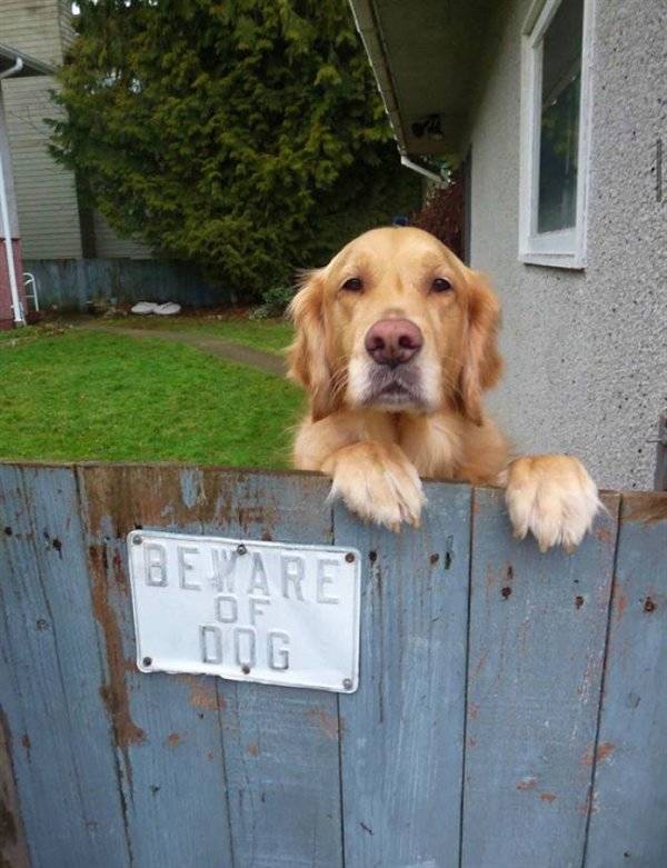 Warning! These Dogs Will Try To Guard You!