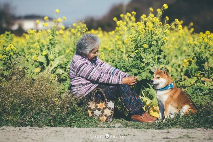Grandmother Loves Her Shiba Inu. Shiba Inu Loves Her Grandmother. Grandmother Loves Her Shiba Inu. Shiba Inu Loves Her Grandmother.