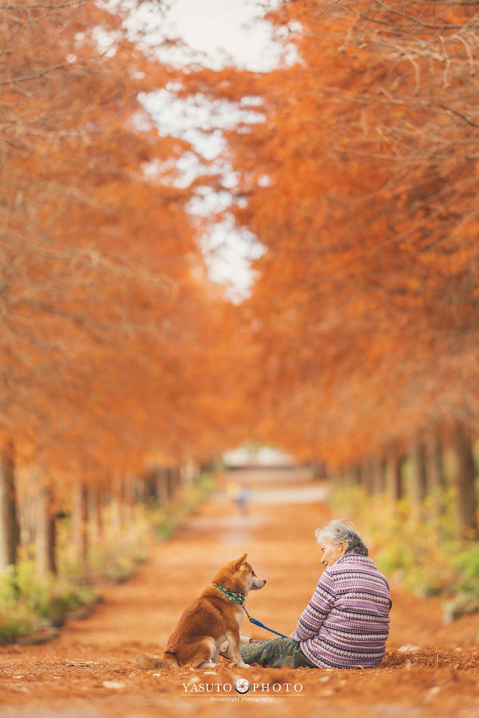 Grandmother Loves Her Shiba Inu. Shiba Inu Loves Her Grandmother. Grandmother Loves Her Shiba Inu. Shiba Inu Loves Her Grandmother.