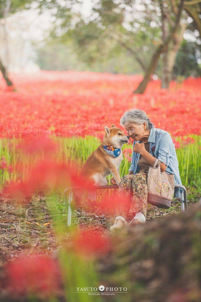 Grandmother Loves Her Shiba Inu. Shiba Inu Loves Her Grandmother. Grandmother Loves Her Shiba Inu. Shiba Inu Loves Her Grandmother.