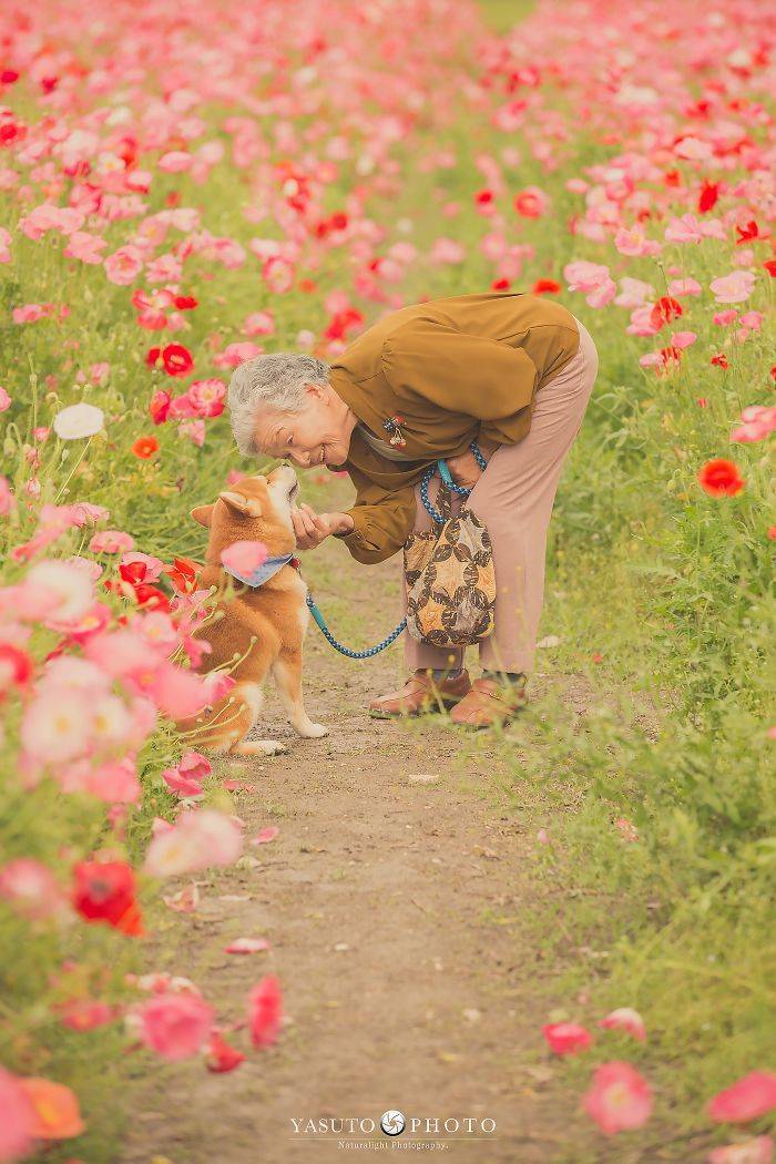 Grandmother Loves Her Shiba Inu. Shiba Inu Loves Her Grandmother. Grandmother Loves Her Shiba Inu. Shiba Inu Loves Her Grandmother.