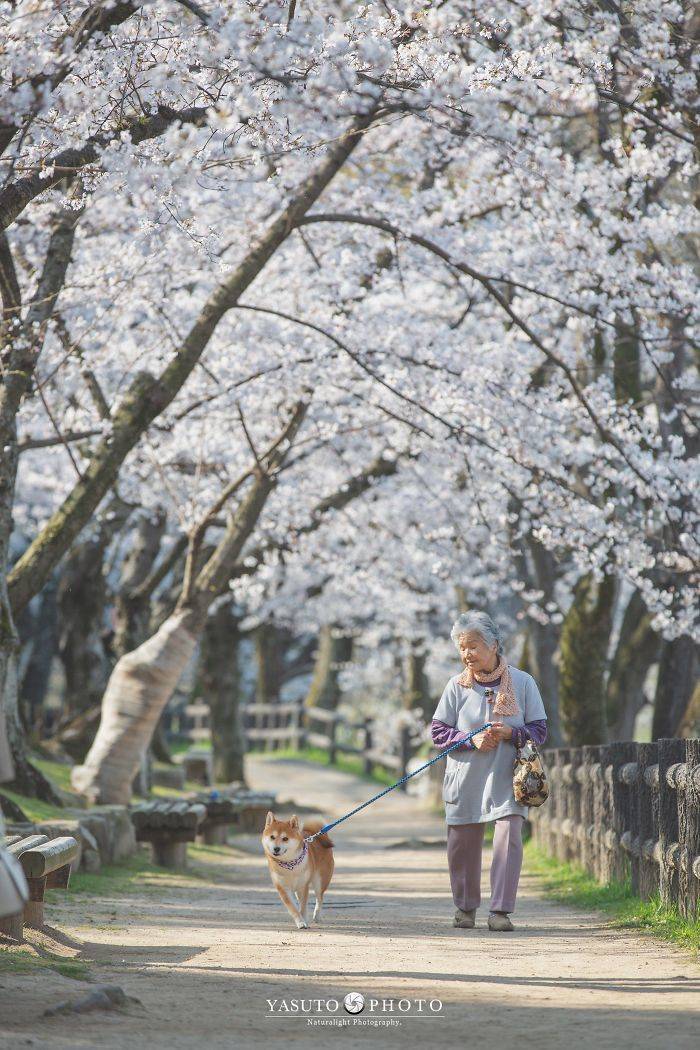 Grandmother Loves Her Shiba Inu. Shiba Inu Loves Her Grandmother. Grandmother Loves Her Shiba Inu. Shiba Inu Loves Her Grandmother.