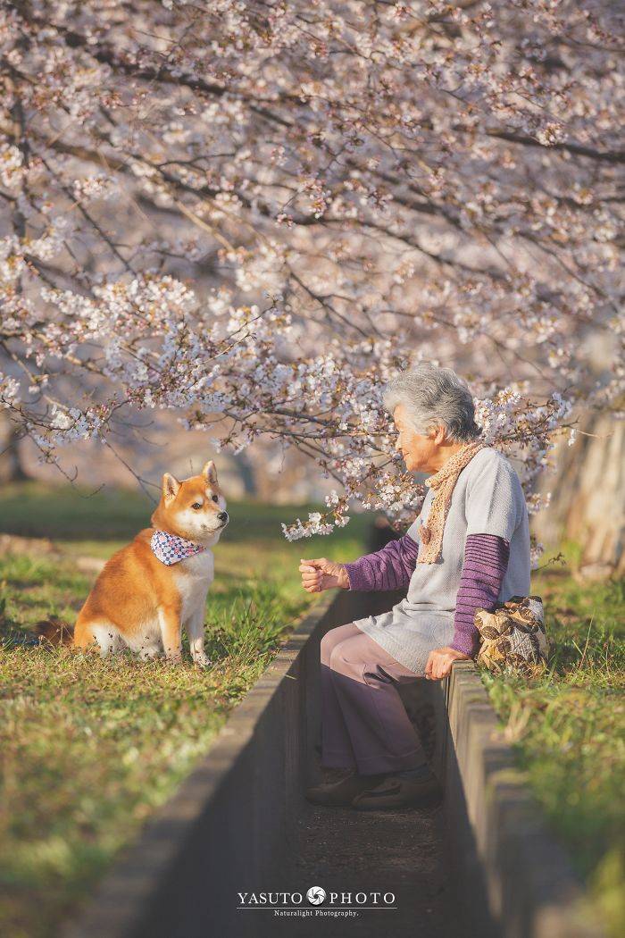Grandmother Loves Her Shiba Inu. Shiba Inu Loves Her Grandmother. Grandmother Loves Her Shiba Inu. Shiba Inu Loves Her Grandmother.