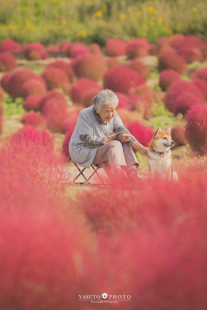 Grandmother Loves Her Shiba Inu. Shiba Inu Loves Her Grandmother. Grandmother Loves Her Shiba Inu. Shiba Inu Loves Her Grandmother.
