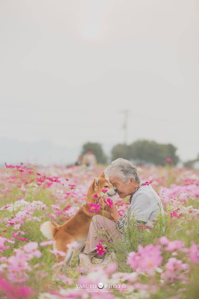 Grandmother Loves Her Shiba Inu. Shiba Inu Loves Her Grandmother. Grandmother Loves Her Shiba Inu. Shiba Inu Loves Her Grandmother.