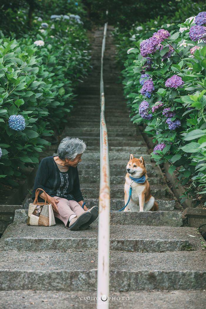 Grandmother Loves Her Shiba Inu. Shiba Inu Loves Her Grandmother.