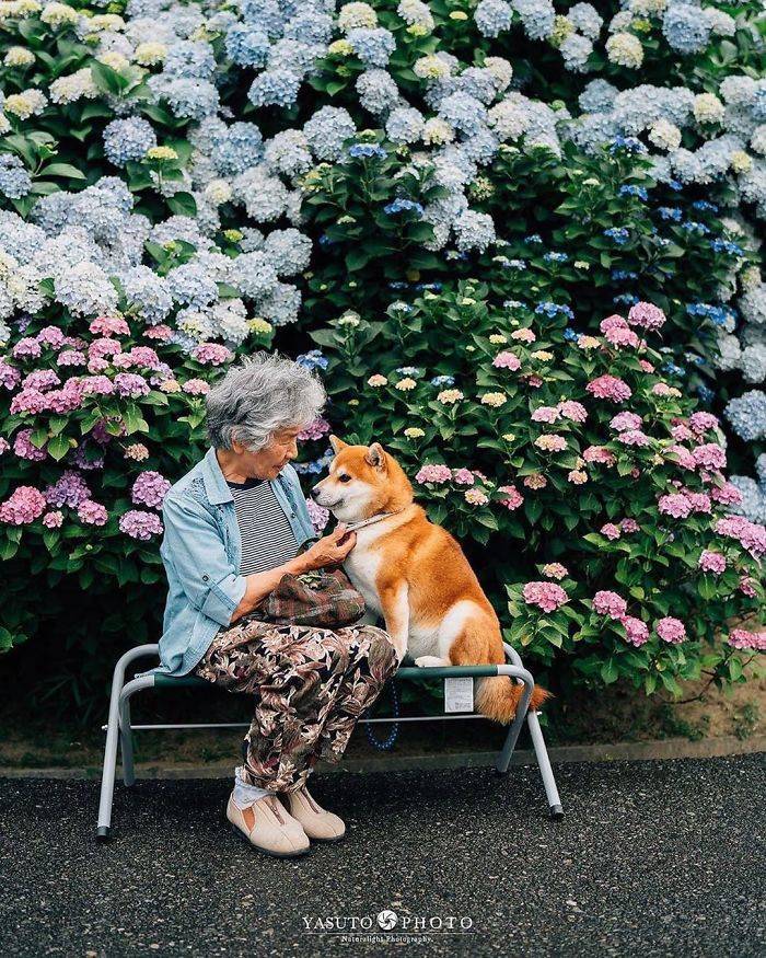 Grandmother Loves Her Shiba Inu. Shiba Inu Loves Her Grandmother.