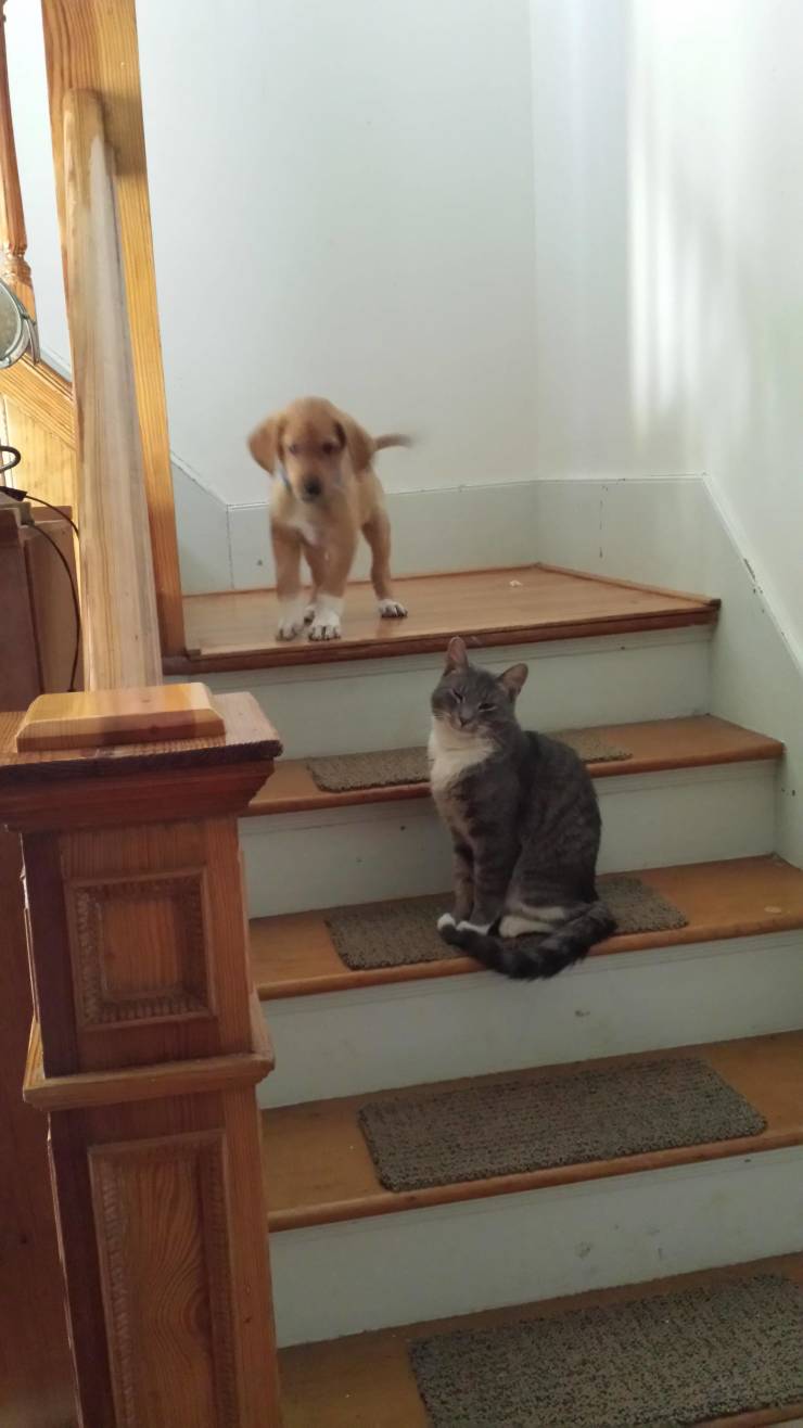 These Cats Don’t Want To Live With Humans Anymore…