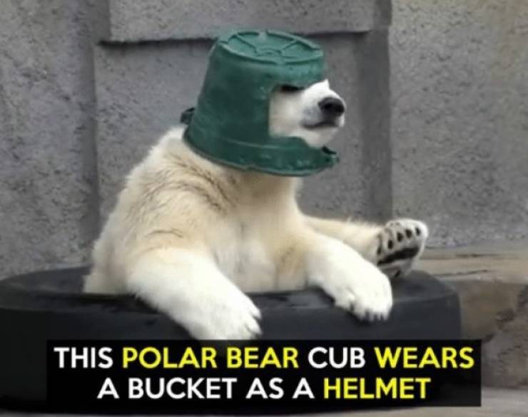 Yeah, Polar Bears Are Actually Funny!