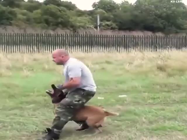 Dog Training Looks Interesting…