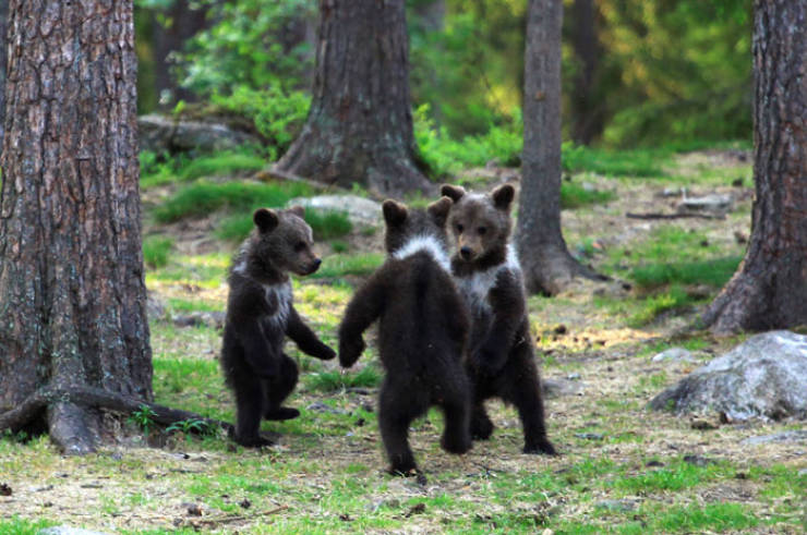 Man Finds Bear Cubs In A Finnish Forest, And They Are… Dancing