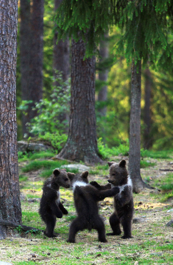 Man Finds Bear Cubs In A Finnish Forest, And They Are… Dancing