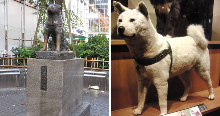 Here Are Some Photos Of Hachiko, Together With His Story