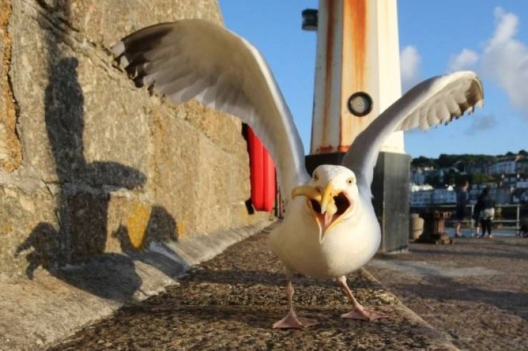 Seagulls Stealing Food Are Funny And Terrifying