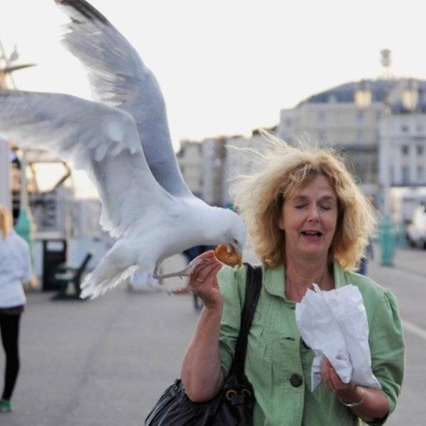 Seagulls Stealing Food Are Funny And Terrifying